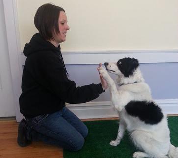 dog trainer trick training