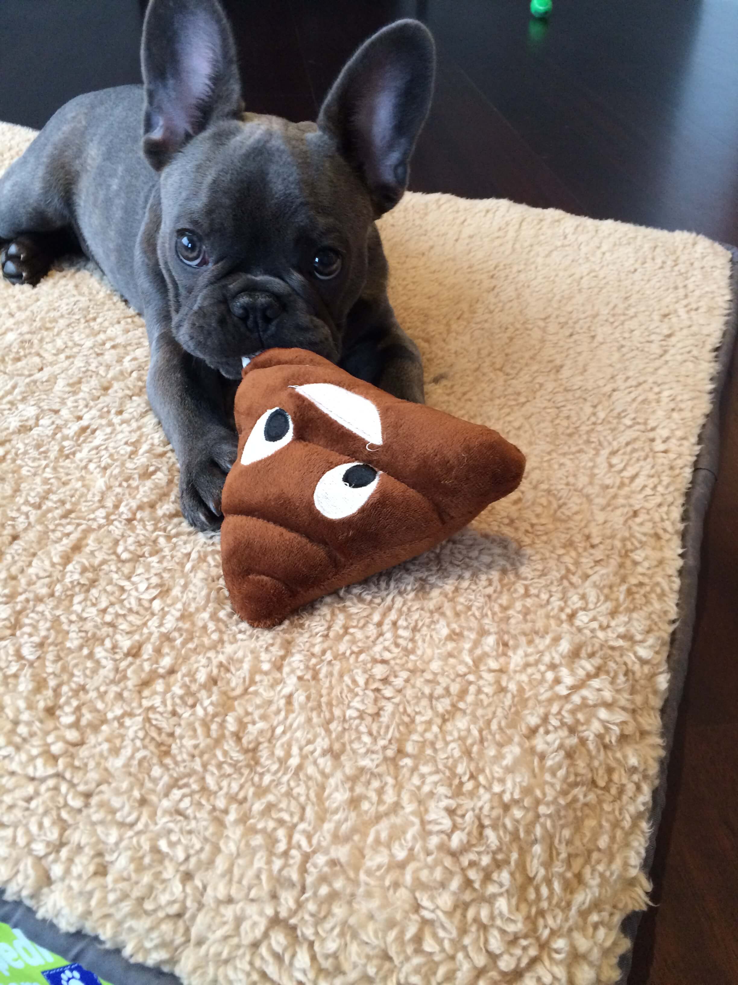 puppy training in chicago